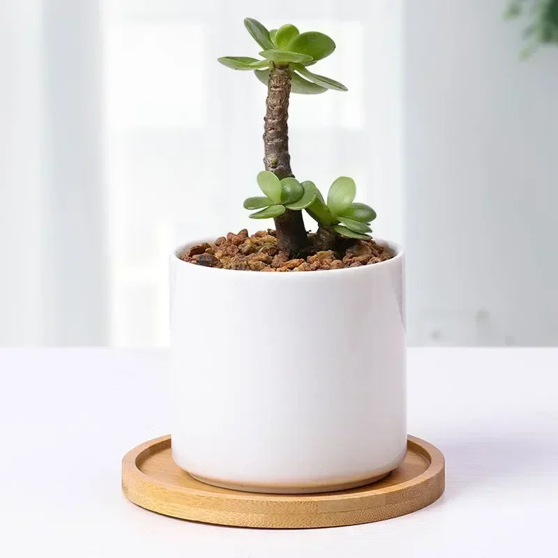 Wood Tray: Bamboo Tray Coaster Multi-Use Wood Saucer & Cup Mat